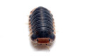 Cubaris sp. Pak Chong